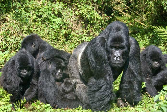 Bwindi Impenetrable National Park