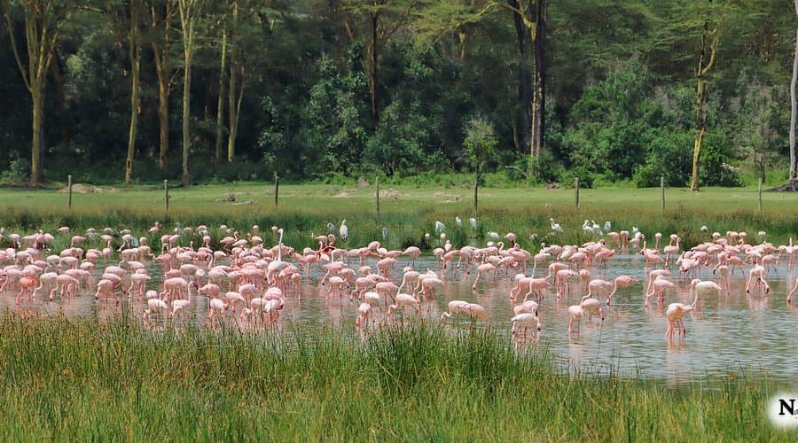 Lake Elementaita