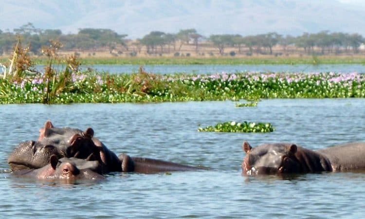 Lake Naivasha