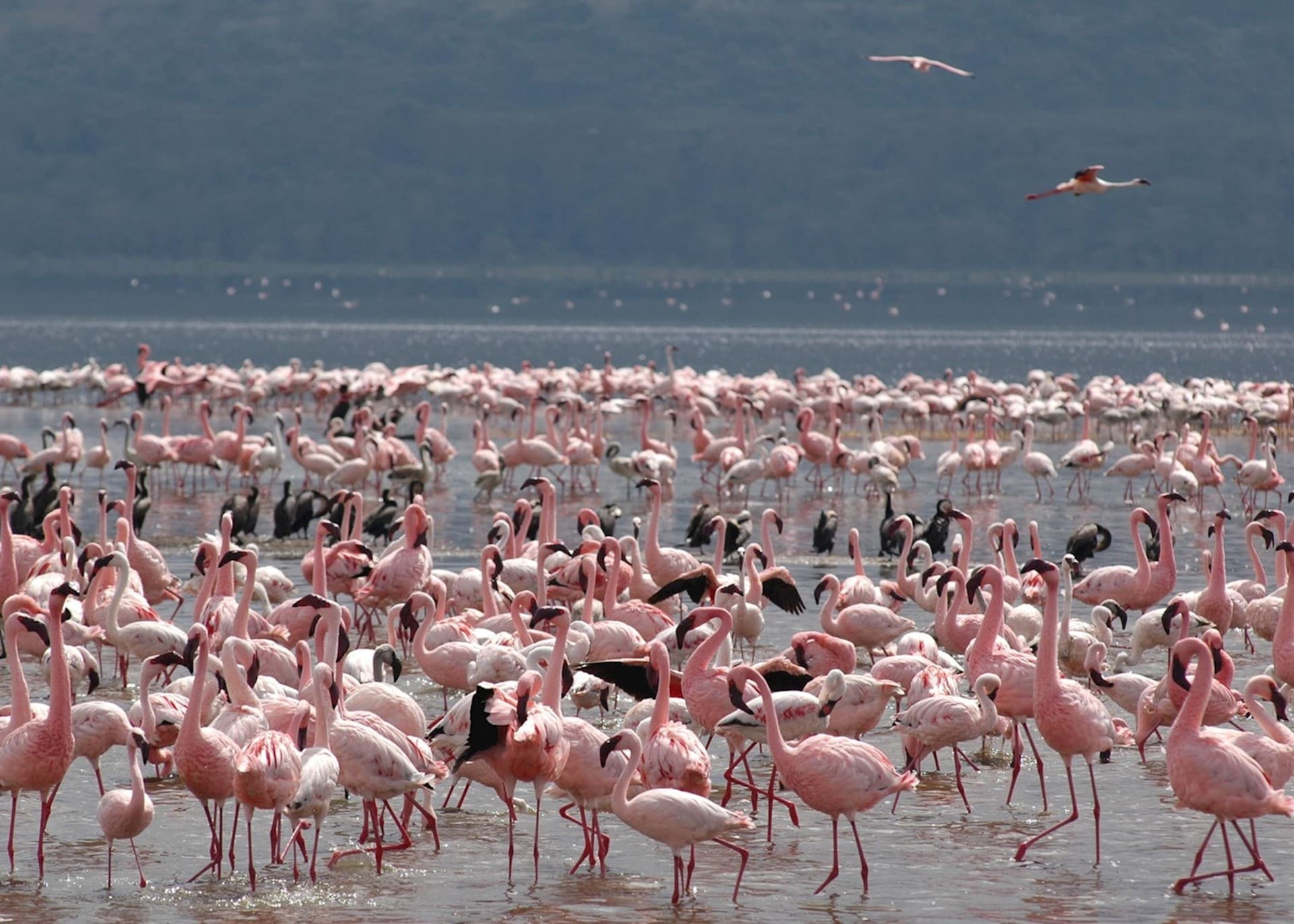 Lake Nakuru National Park
